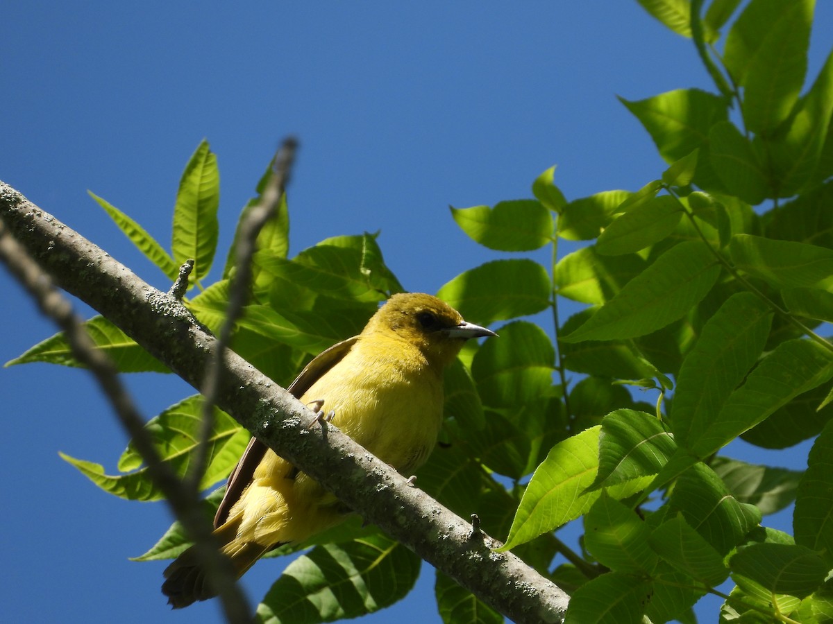 Orchard Oriole - ML638254032