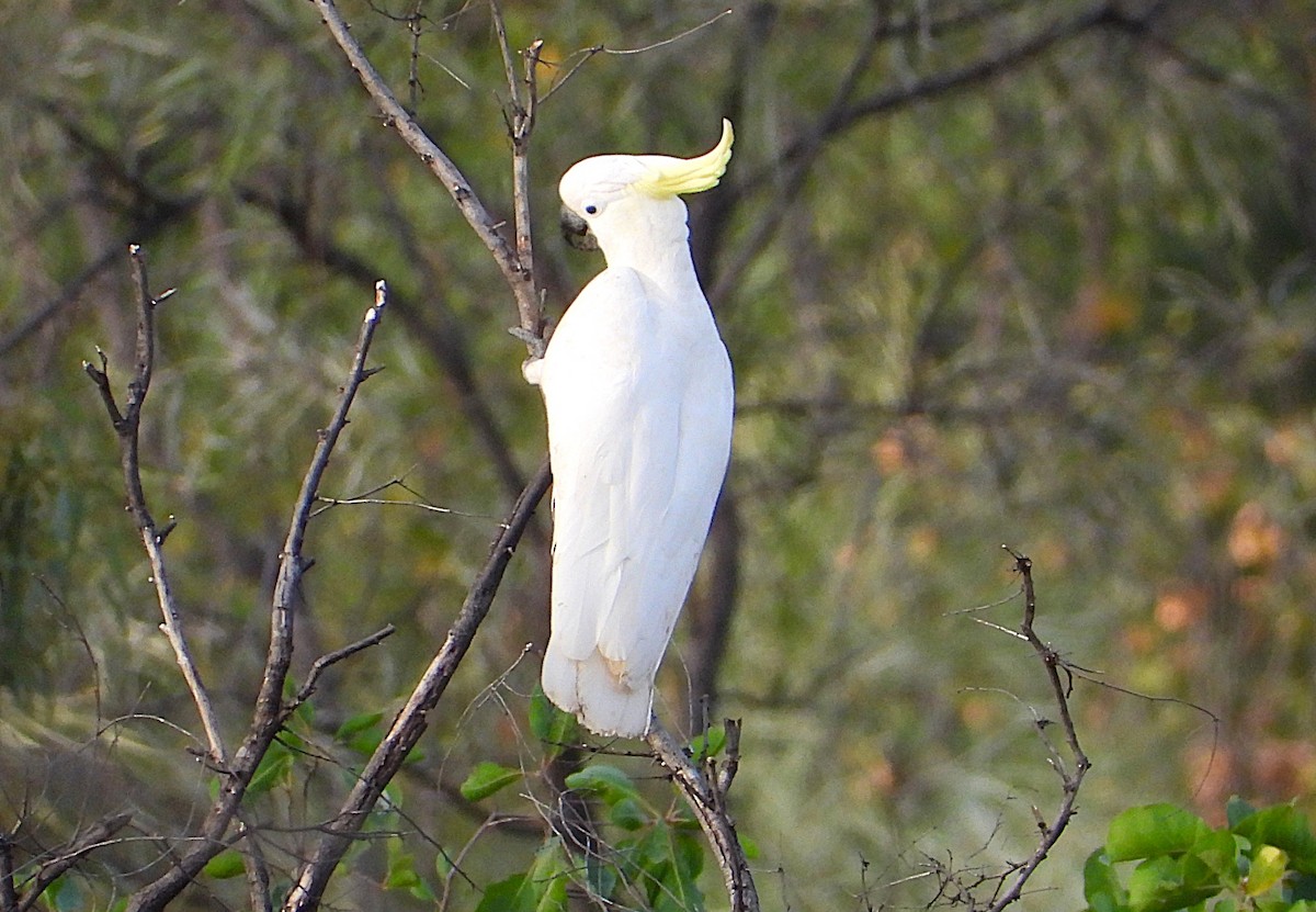Sulphur-crested Cockatoo - ML638254046