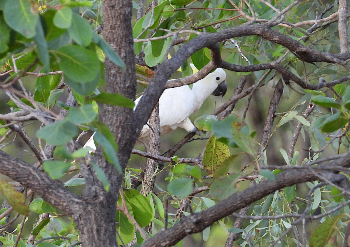 Sulphur-crested Cockatoo - ML638254047