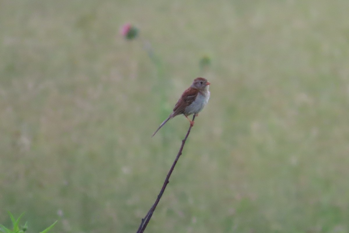 Field Sparrow - ML638254052