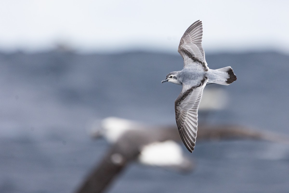 Fairy Prion - ML638254076