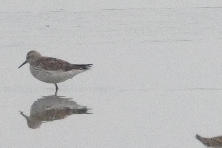 White-rumped Sandpiper - ML638254097