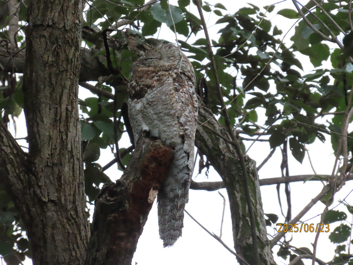 Great Potoo - ML638254098