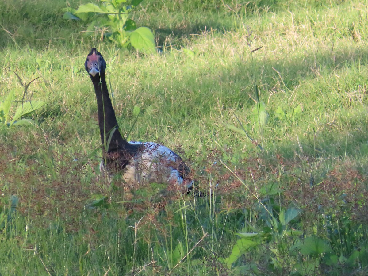 Magpie Goose - ML638254100