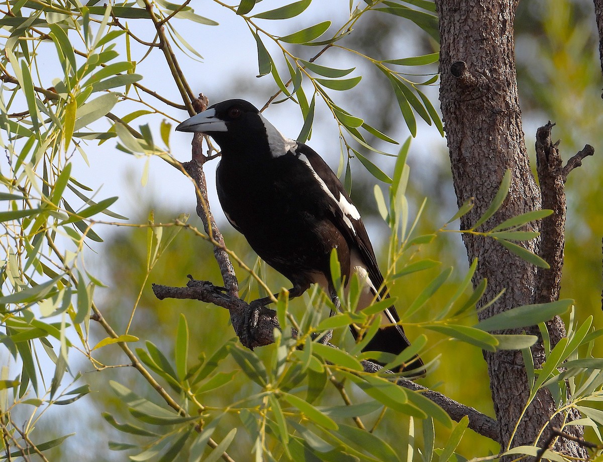 Australian Magpie - ML638254107