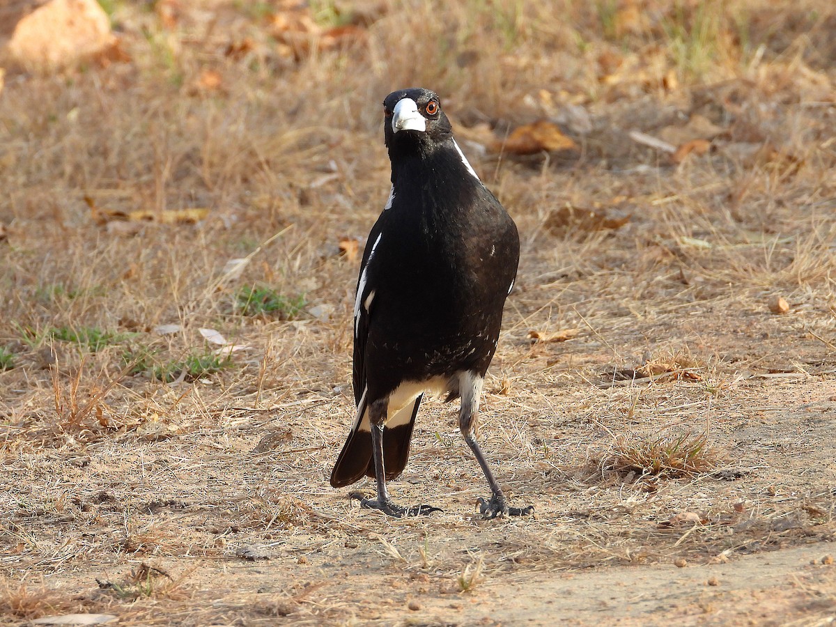 Australian Magpie - ML638254111