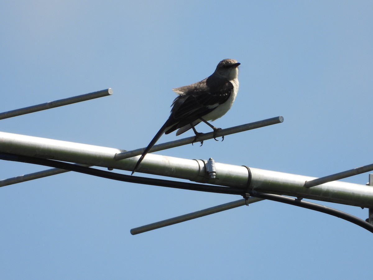 Northern Mockingbird - ML638254112