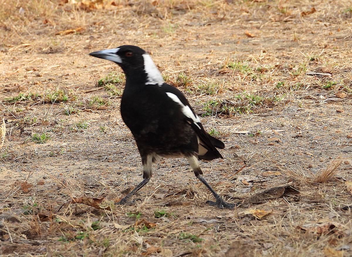 Australian Magpie - ML638254118