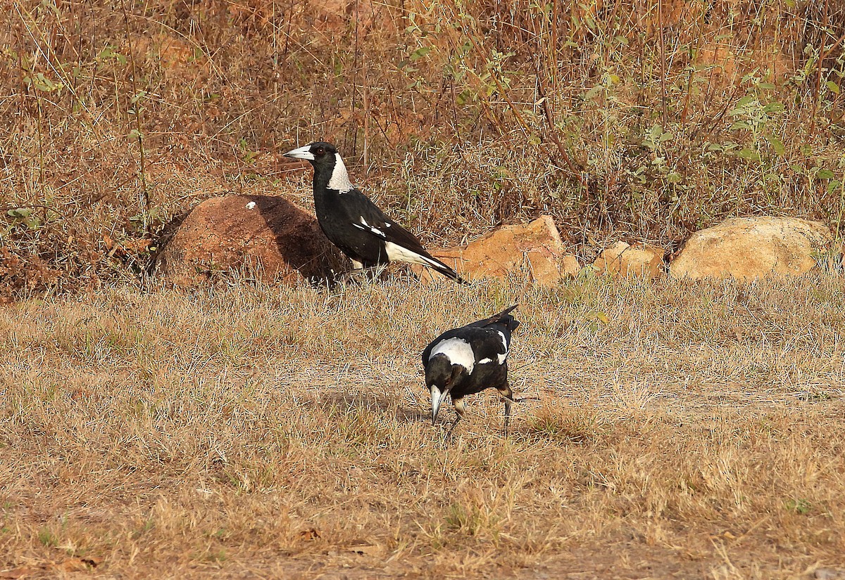 Australian Magpie - ML638254121