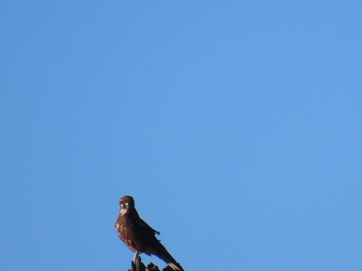 Brown Falcon - ML638254156
