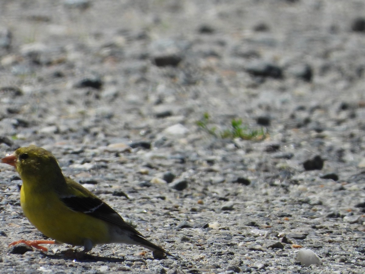 American Goldfinch - ML638254158