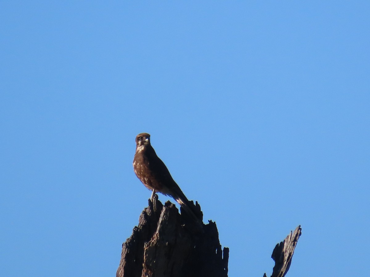 Brown Falcon - ML638254172