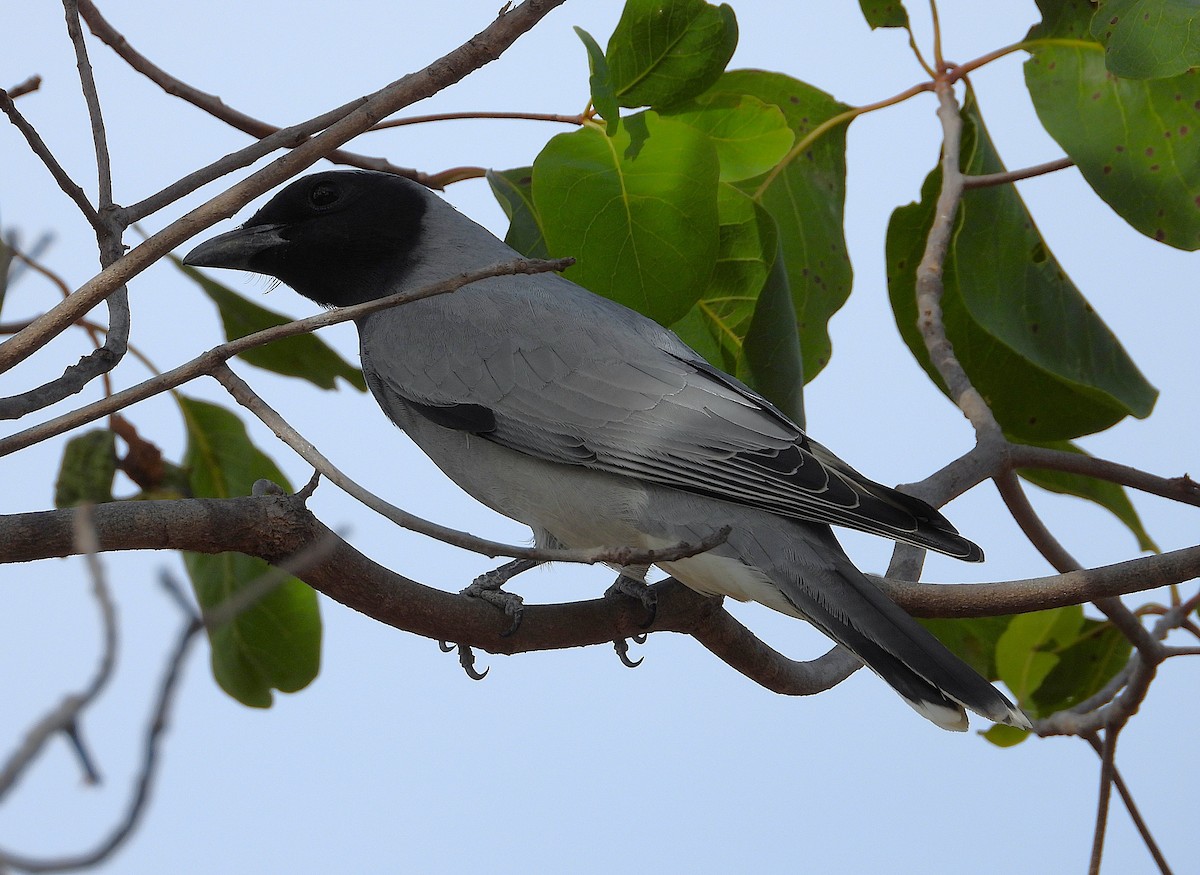 Black-faced Cuckooshrike - ML638254198