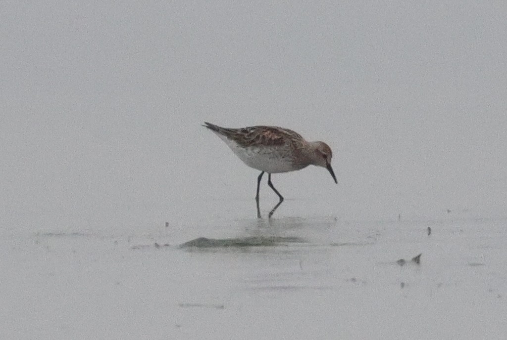 White-rumped Sandpiper - ML638254201