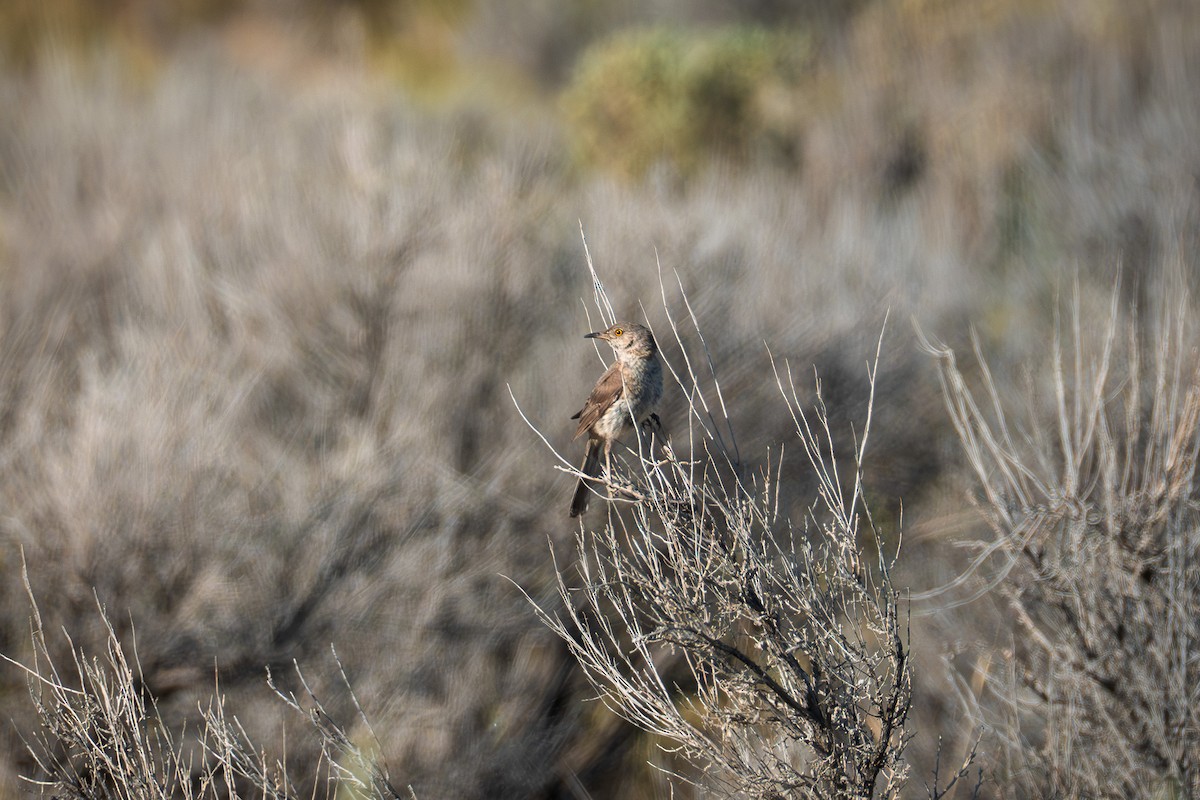 Sage Thrasher - ML638254203