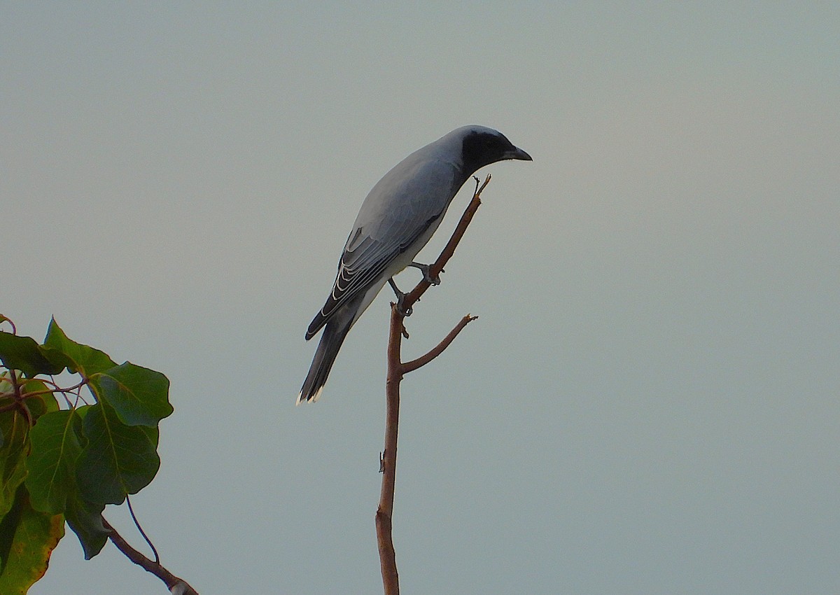 Black-faced Cuckooshrike - ML638254205