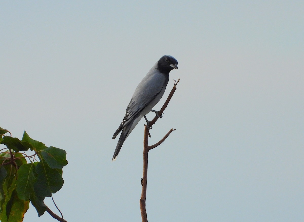 Black-faced Cuckooshrike - ML638254206