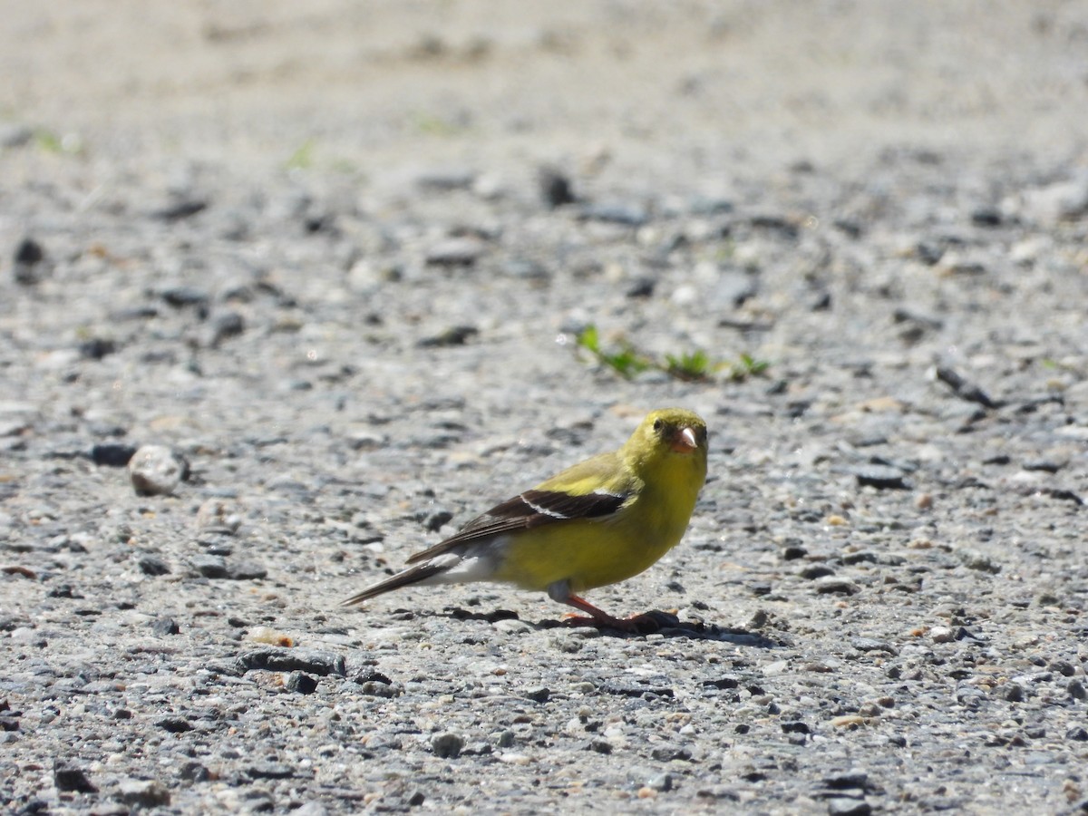 American Goldfinch - ML638254208