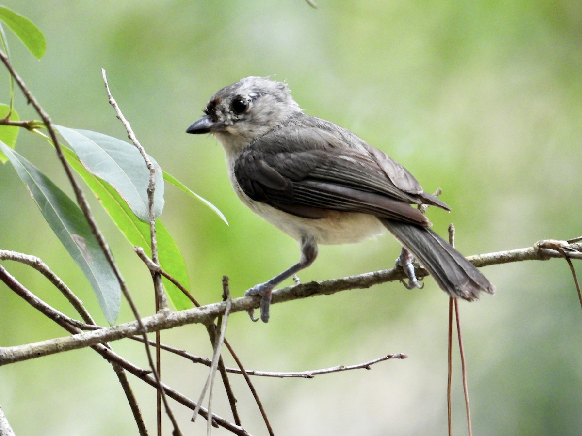 Tufted Titmouse - ML638254212