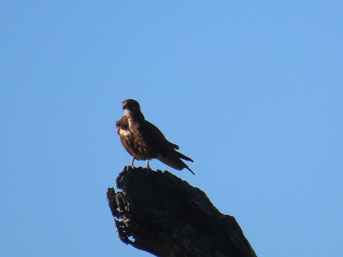 Brown Falcon - ML638254222