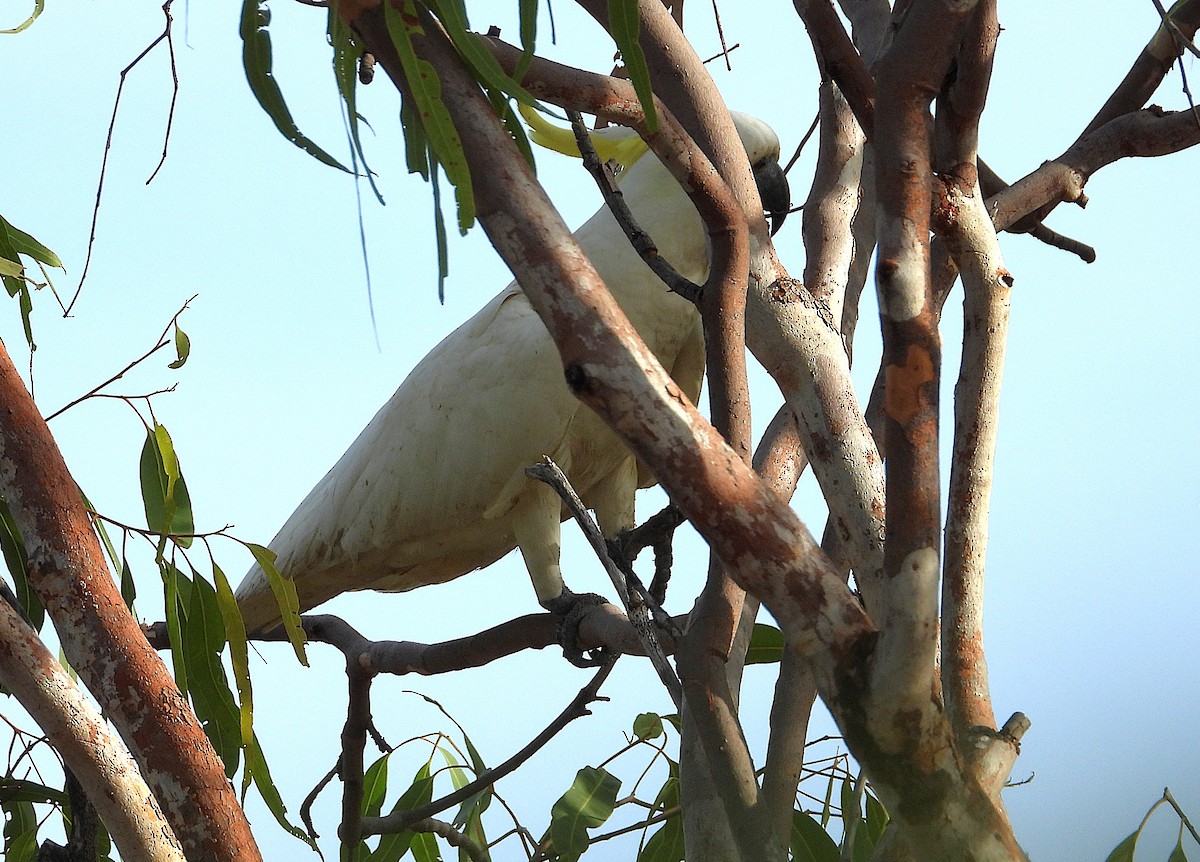 Sulphur-crested Cockatoo - ML638254225