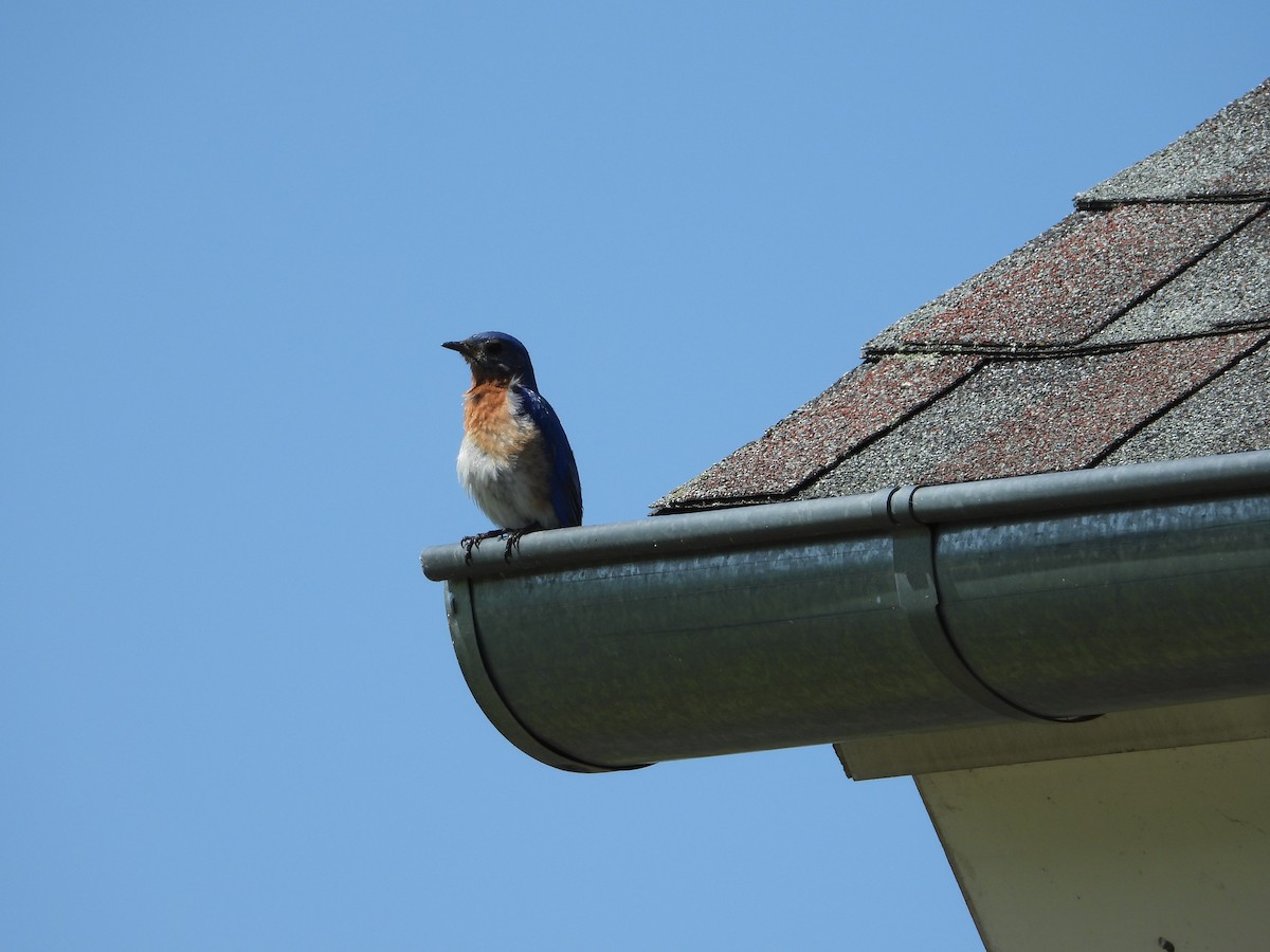Eastern Bluebird - ML638254237
