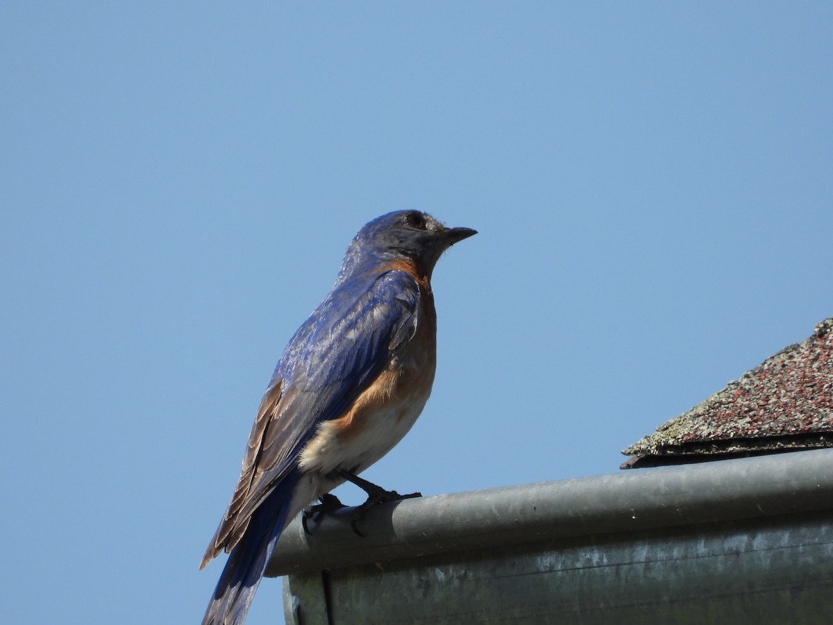 Eastern Bluebird - ML638254238