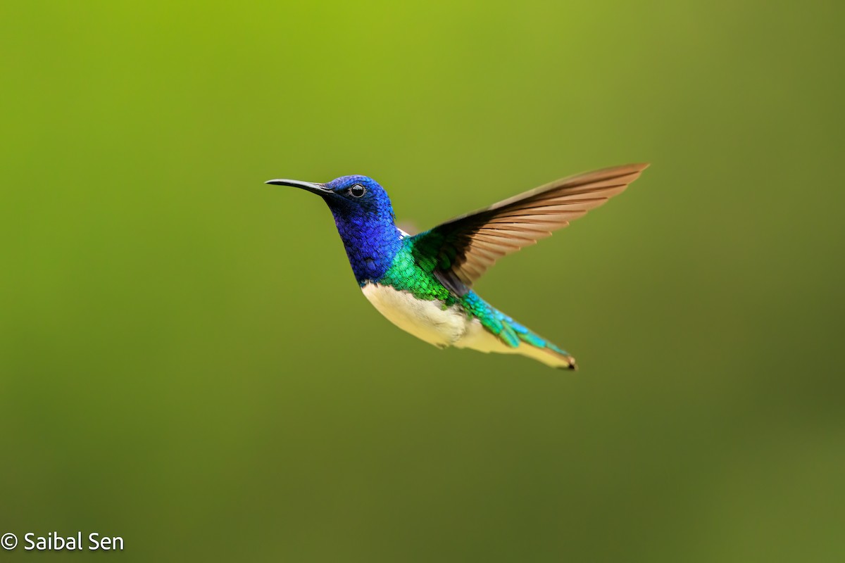 White-necked Jacobin - ML638254247