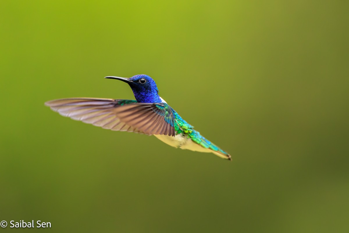 White-necked Jacobin - ML638254248