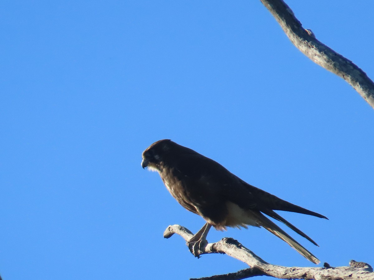 Brown Falcon - ML638254250