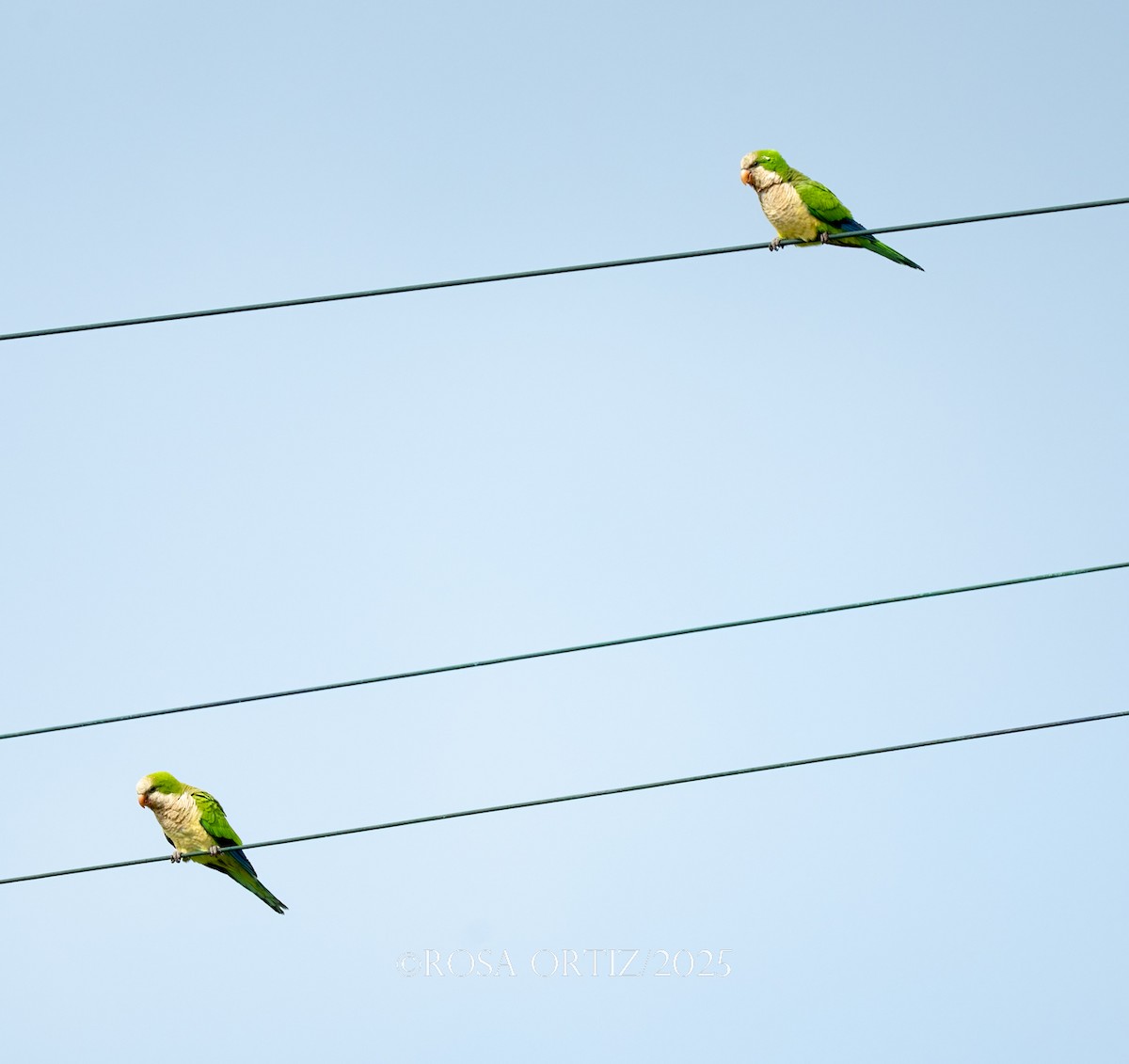Monk Parakeet - ML638254253