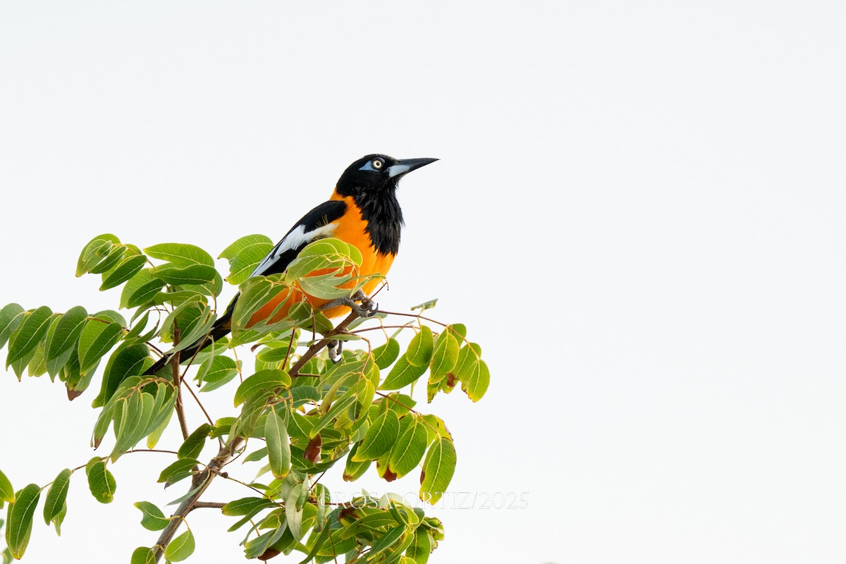 Venezuelan Troupial - ML638254277