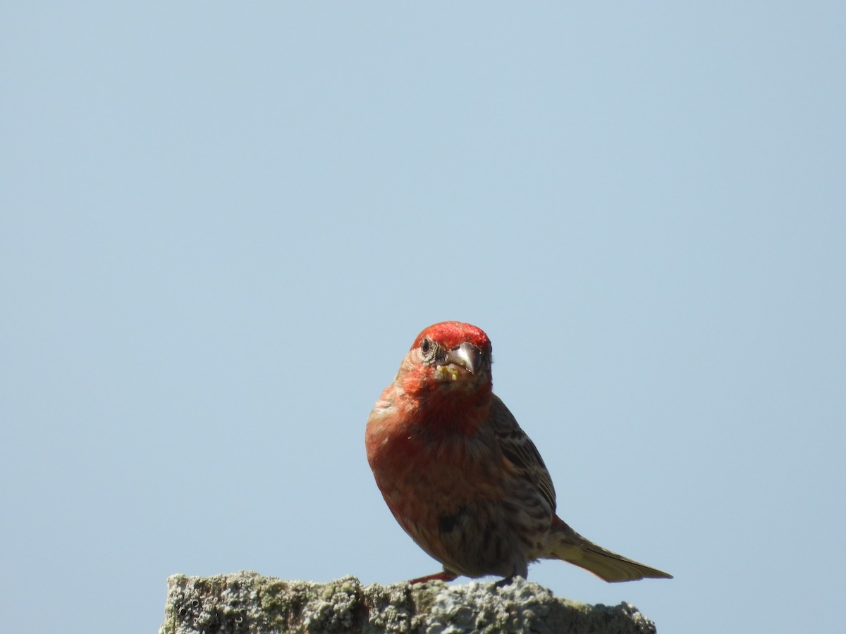 House Finch - ML638254285