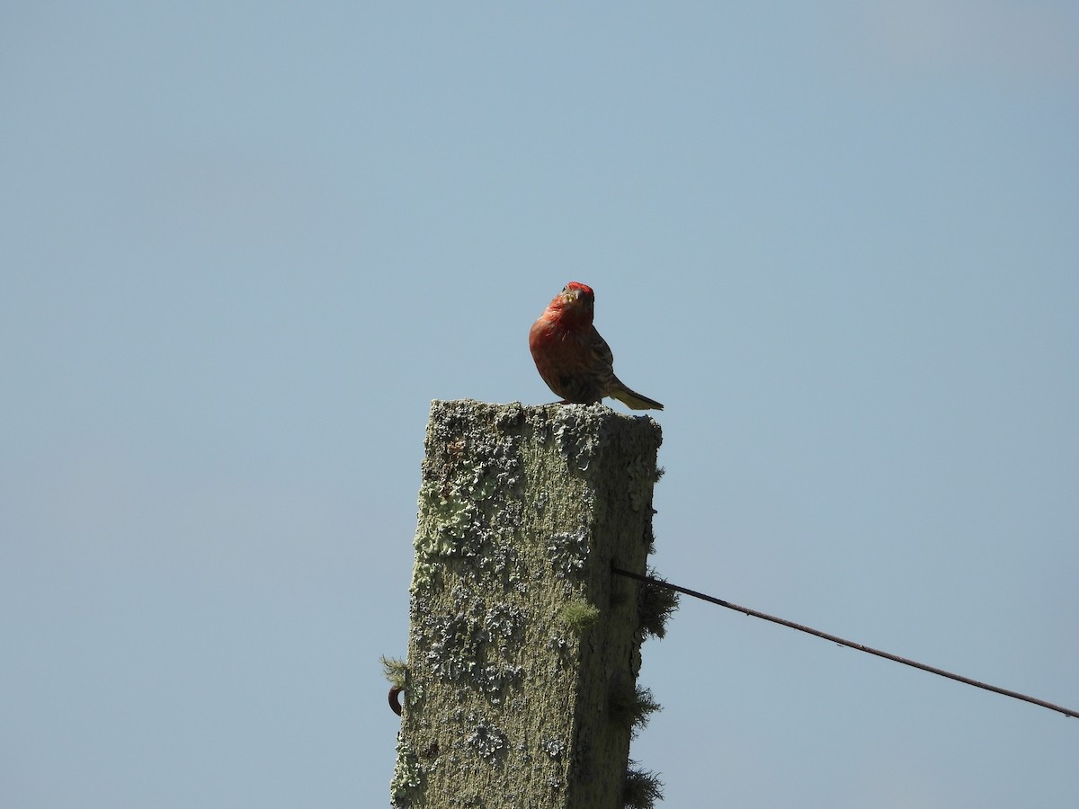 House Finch - ML638254286