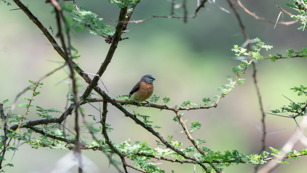Gray-headed Silverbill - ML638254287