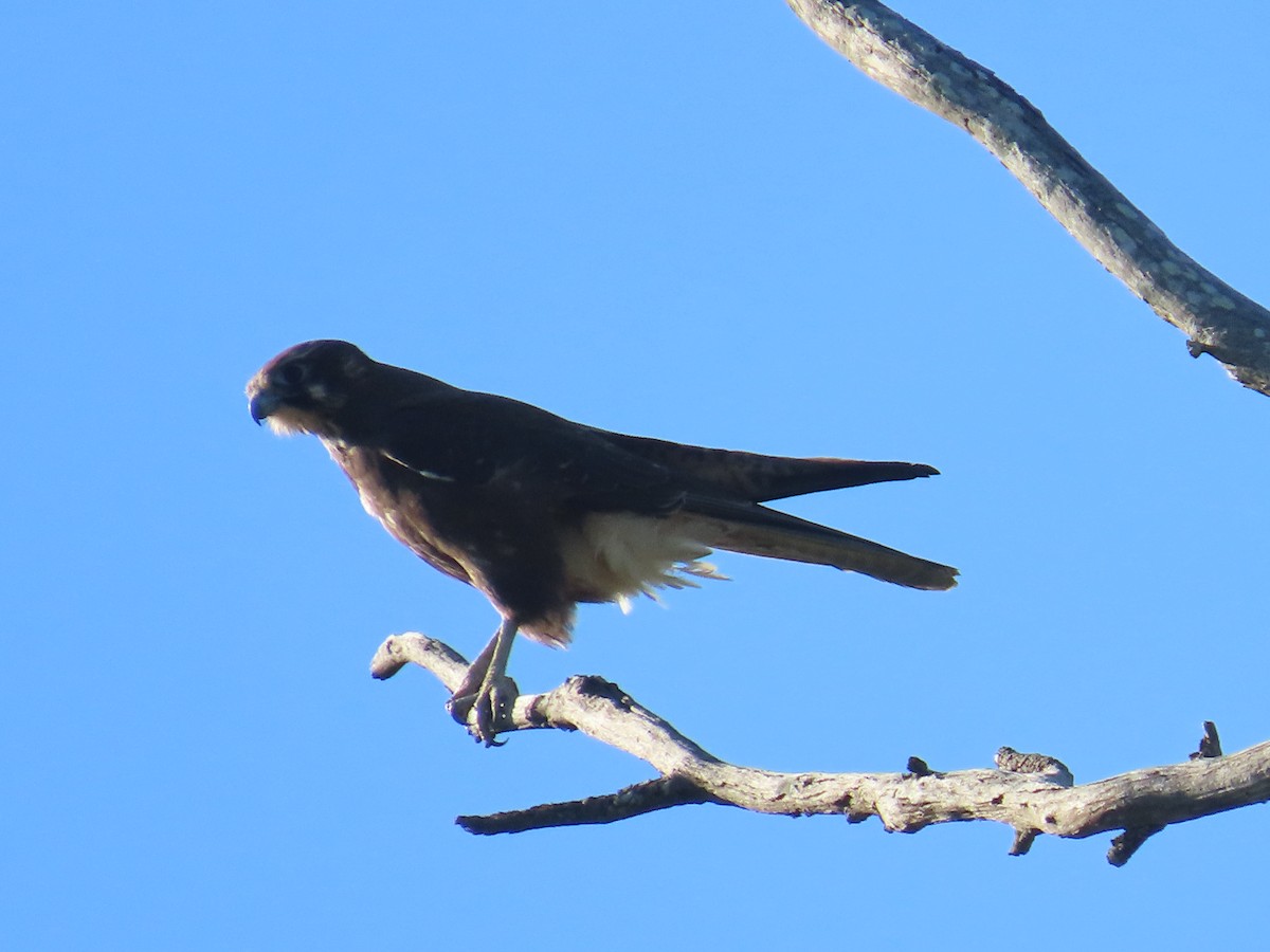 Brown Falcon - ML638254293