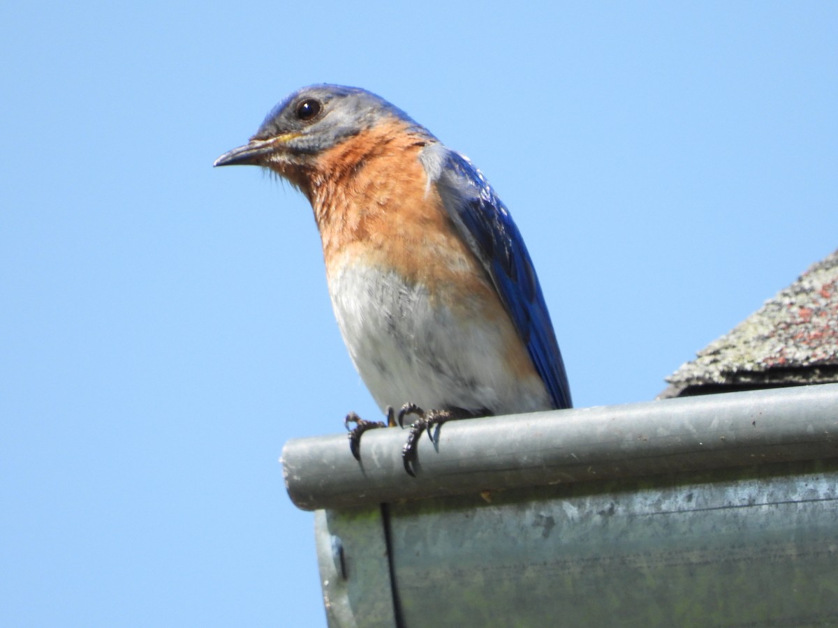 Eastern Bluebird - ML638254304