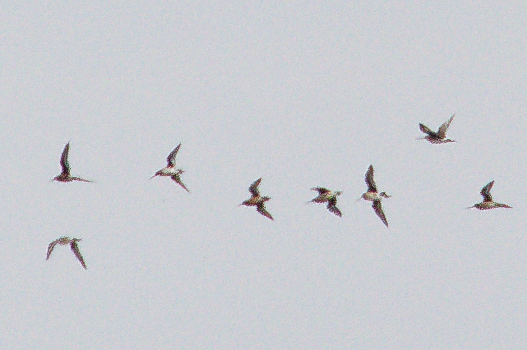 Hudsonian Godwit - ML638254331
