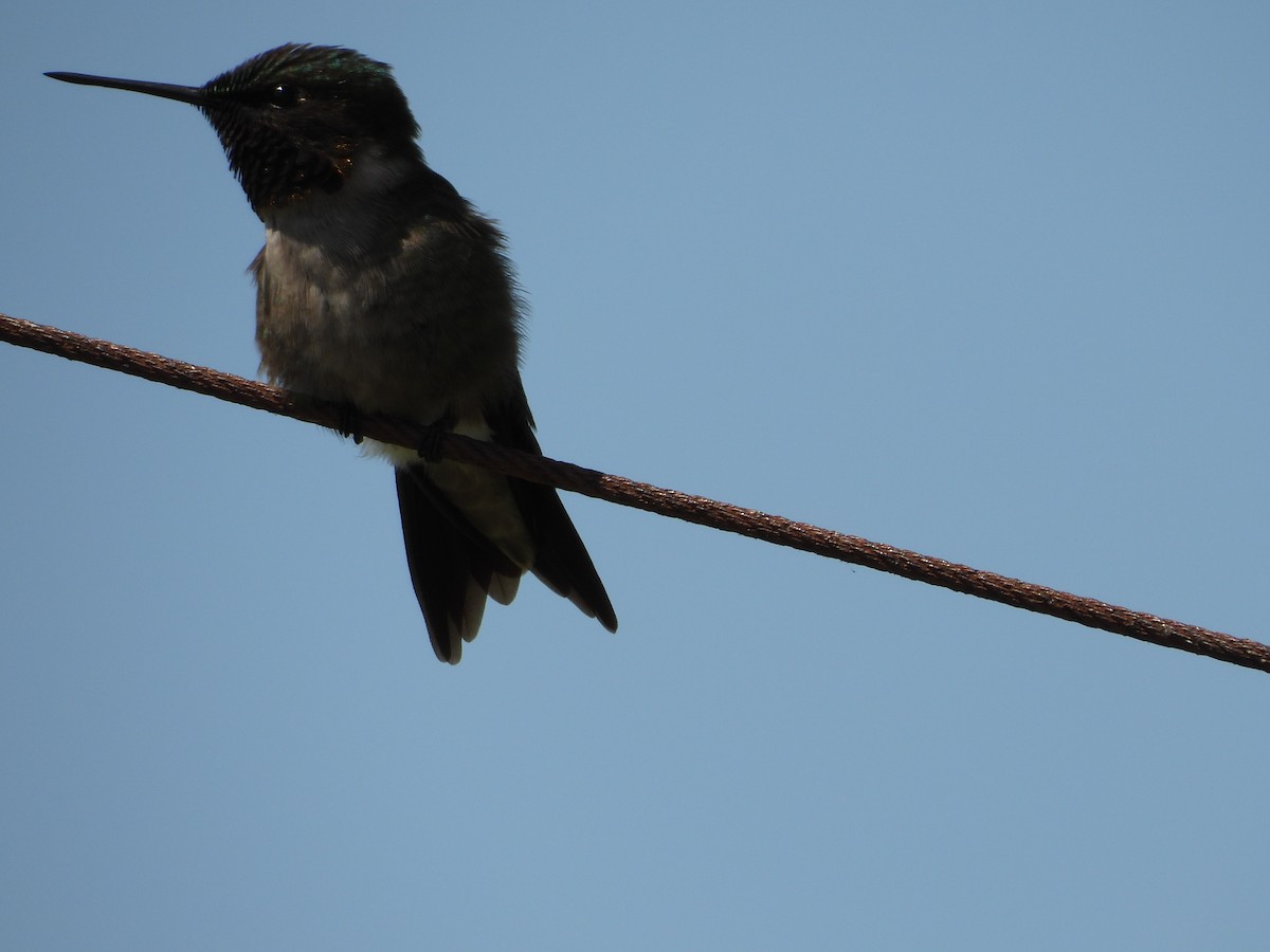 Ruby-throated Hummingbird - ML638254336
