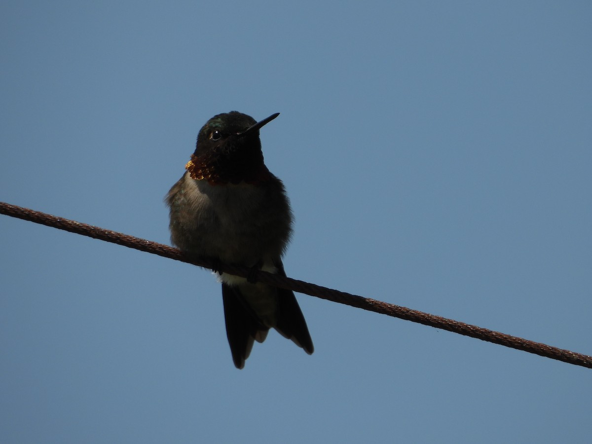 Ruby-throated Hummingbird - ML638254337