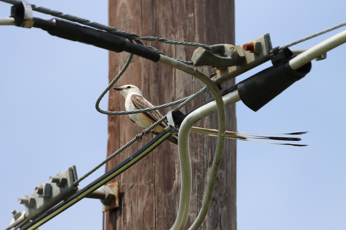 Scissor-tailed Flycatcher - ML638254339