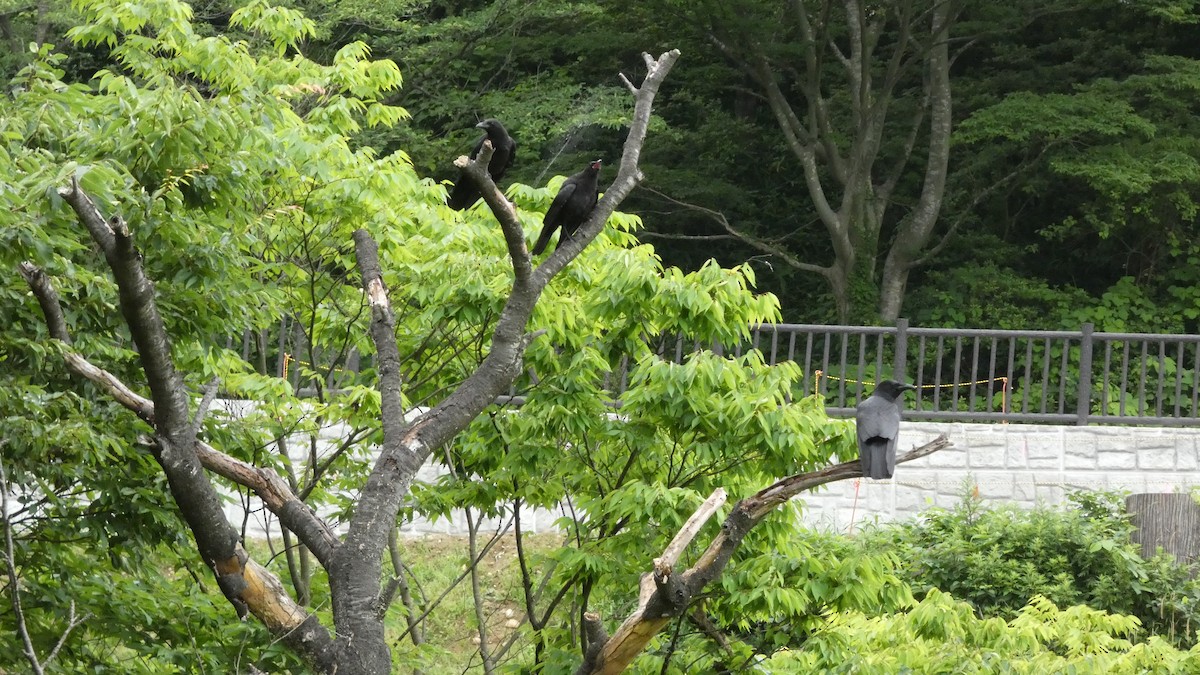 Carrion Crow - ML638254341