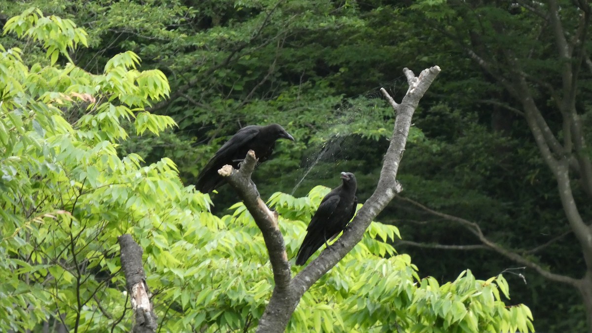 Carrion Crow - ML638254343