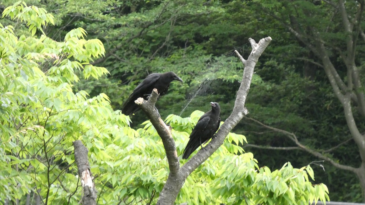 Carrion Crow - ML638254346