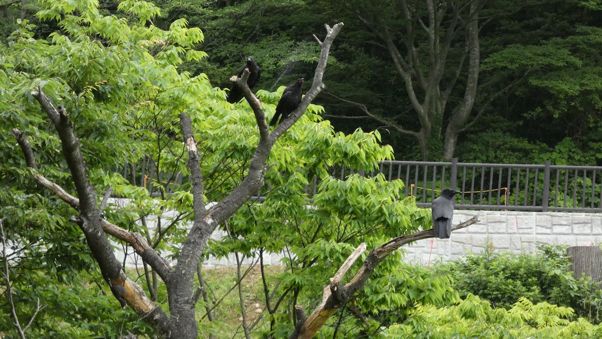 Carrion Crow - ML638254348
