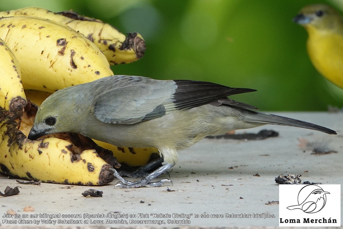 Palm Tanager - ML638254365