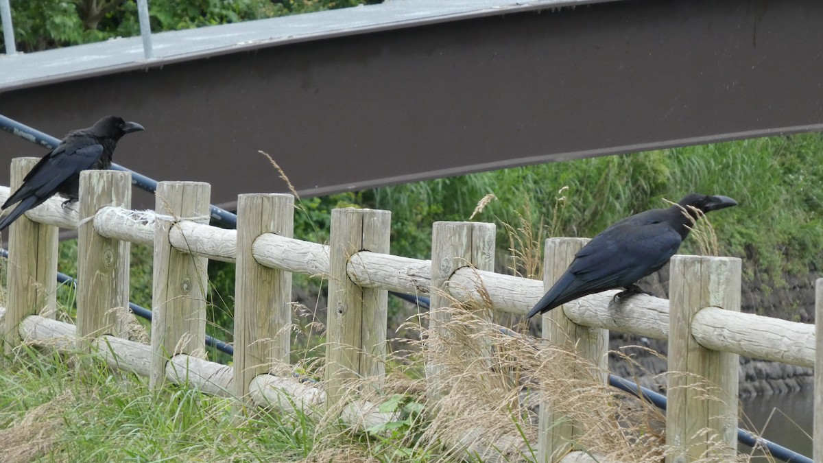 Large-billed Crow - ML638254369
