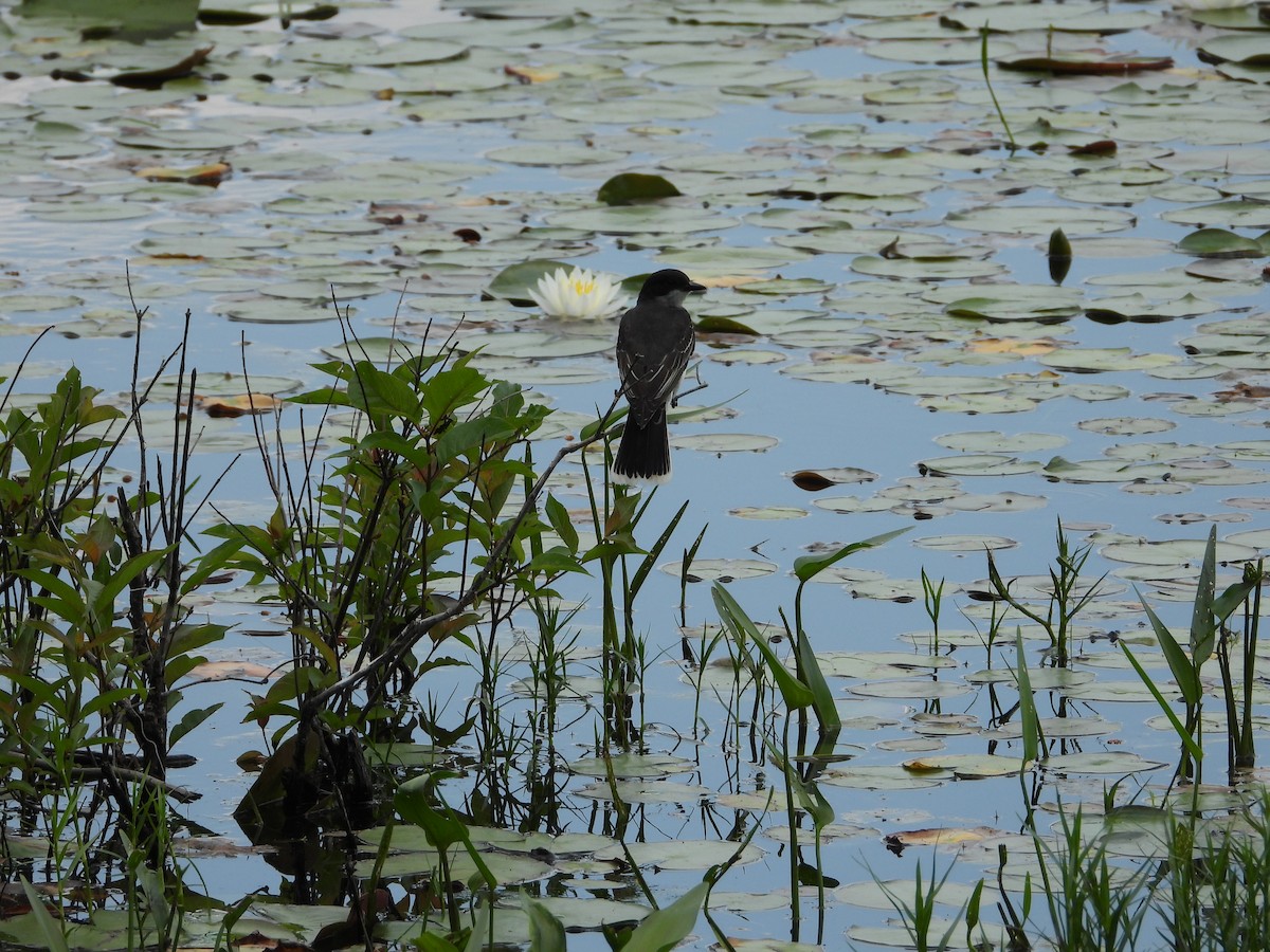 Eastern Kingbird - ML638254384
