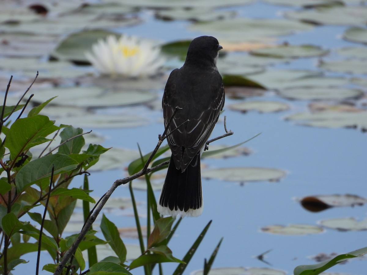 Eastern Kingbird - ML638254385