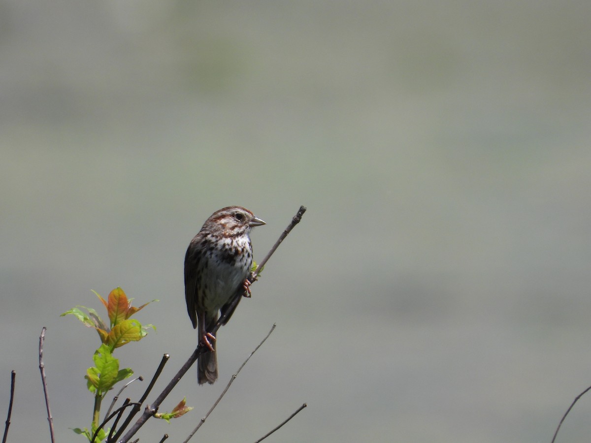 Song Sparrow - ML638254402